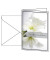 Trauerkarten weiße Amaryllis DS006 11,5cm x 17cm (BxH) 220g stille Anteilnahme Amaryllis Motiv Glanzkarton FSC