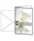 Trauerkarten weiße Amaryllis DS006 11,5cm x 17cm (BxH) 220g stille Anteilnahme Amaryllis Motiv Karton, Kunststoff-kaschiert FSC