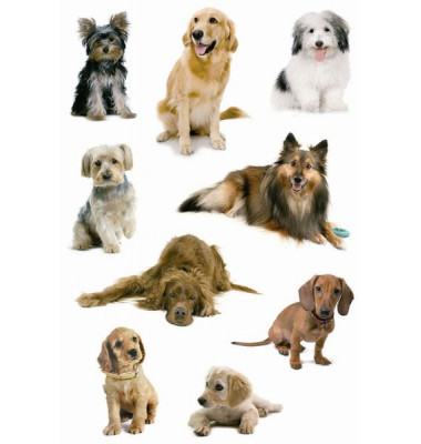 3432 Schmucketikette Hunde Tiere