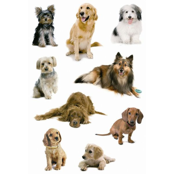 10 Stück Herma 3432 Schmucketikette Hunde Tiere 4008705034326 Herma 27 Stück