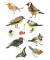 3351 Decorsticker Schmucketikett Vögel