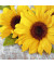 2572 6811 10   33cm 3lag Motivserviette Herbst Sonnenblumen