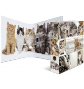 Motivordner Motiv-Ordner Katzen Tiere Katzen 7166, A4 70mm breit
