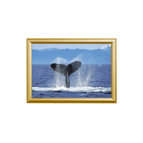 8595578383256 - Plakat-Klapprahmen Standard KRA4G25GOLD gold A4 Aluminium 8595578383256 Showdown Displays 8595578383256 - Plakat-Klapprahmen Standard KRA4G25GOLD gold A4 Aluminium 8595578383256 Showdown Displays