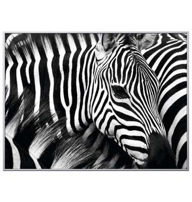 Wandbild Zebra 1CCF60X80.35.06C