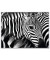 Wandbild Zebra 1CCF60X80.35.06C