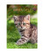 Bildkalender 10.1039 Motive "Katzen" 1Monat/1Seite 24x34cm 2022