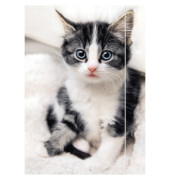 Zeichenmappe 45331, A3 mit Motiv, Karton 350g, 3 Einschlagklappen, 1 Gummizug (ganze H&ouml;he)