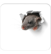 Mousepad-Notizblock weiß/grau