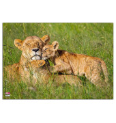 Schreibunterlage 4650094 Löwen Löwen 50x35cm