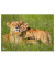 Schreibunterlage 4650094 Löwen Löwen 50x35cm