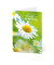 Geburtstagskarten Margeriten LU899 11,5cm x 17,5cm (BxH) 260g Motiv Chromopapier FSC