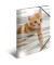 Gummizugmappe Sammelmappe A4 PP 19328, A4 Motiv Katzen PP, mit 3 Einschlagklappen