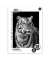 Collegeblock 734047226 Style, Tier, Lineatur 26 / kariert mit weißem Rand, A4, 70g, sortiert, 80 Blatt