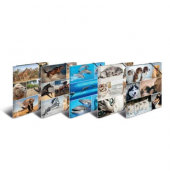 Gummizugmappe Sortiment Sammelmappen 19346, A4 Motiv Animals Karton kaschiert, mit 3 Einschlagklappen