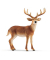 Schleich Wild Life 14818 Weisswedelhirsch Spielfigur