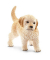 Schleich Farm World 16396 Golden Retriever Welpe Spielfigur