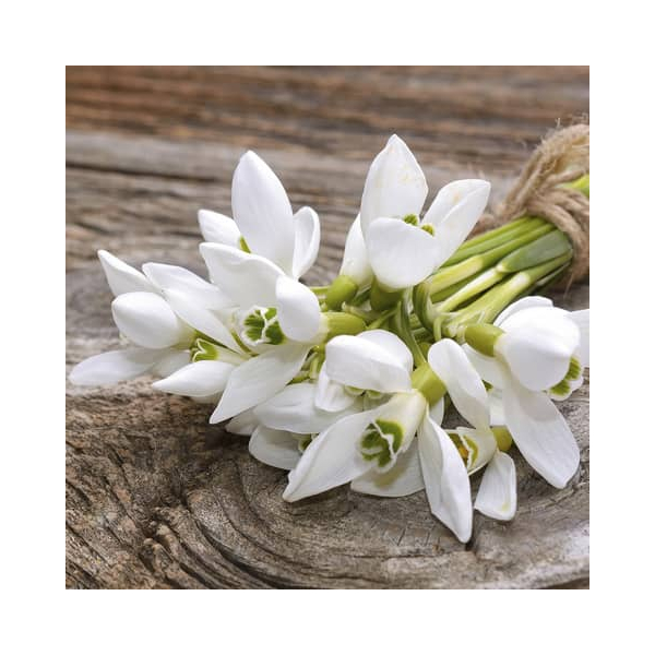 7321011916900 - Lunchservietten Frühjahr - 33 x 33 cm 7321011916900 PAPER+DESIGN 20 Stück 7321011916900 - Lunchservietten Frühjahr - 33 x 33 cm 7321011916900 PAPER+DESIGN 20 Stück