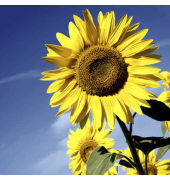 Herbst Lunchservietten - 33 x 33 cm