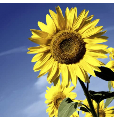 Herbst Lunchservietten - 33 x 33 cm