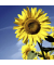 Herbst Lunchservietten - 33 x 33 cm