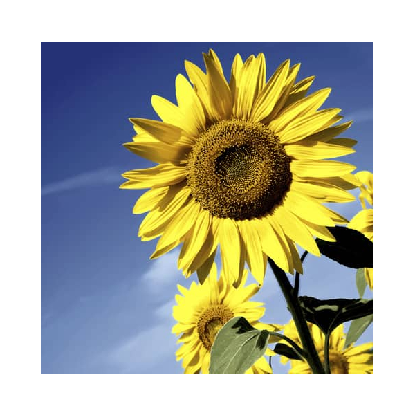 7321011952212 - Herbst Lunchservietten - 33 x 33 cm 7321011952212 PAPER+DESIGN 20 Stück 7321011952212 - Herbst Lunchservietten - 33 x 33 cm 7321011952212 PAPER+DESIGN 20 Stück