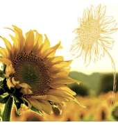 Herbst Lunchservietten - 33 x 33 cm