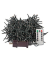 Lichterkette 31109 GALAXY, 800 LEDs, Länge 12,8m, bunt