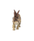 papo 55079 Dinosaurier Stegosaurus Spielfigur