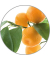 Duftöl Orange Citrus 10,0 ml,