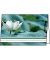 Trauerkarten Water Lily DS103 11,5cm x 17cm (BxH) 220g Herzliche Anteilnahme motiv Karton, Kunststoff-kaschiert FSC