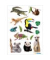 Schmucketikett Exotische Tiere
