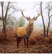 203257 Motivserviette 33x33cm Herbst