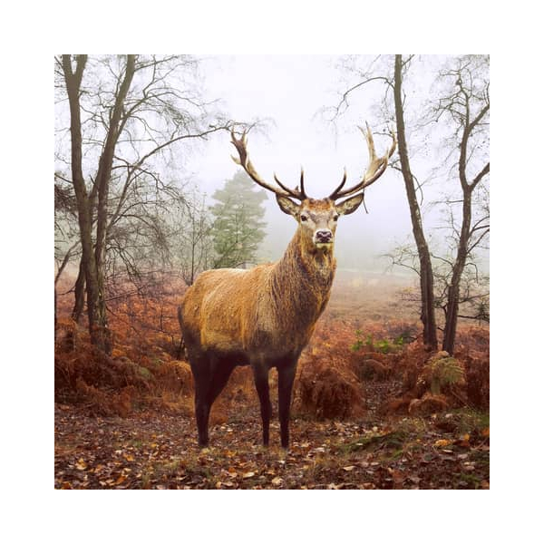 20 Servietten Herbst Hirsch im nebligen Wald als Tischdeko. Papierservietten mit Motiv. Auch für Decoupage und Serviettentechnik 33x33cm