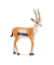 Schleich Wild Life 14861 Thomson Gazelle Spielfigur