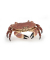 papo Meereswelt 56047 Krabbe Spielfigur