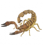 papo Wildtiere der Welt 50209 Skorpion Spielfigur
