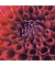 203411 Motivserviette 33x33cm Herbst