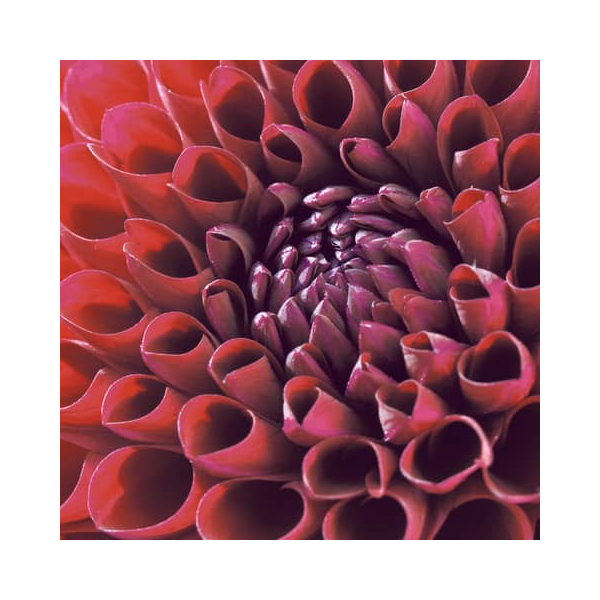 7321012034115 - 203411 Motivserviette 33x33cm Herbst 7321012034115 PAPER+DESIGN 7321012034115 - 203411 Motivserviette 33x33cm Herbst 7321012034115 PAPER+DESIGN