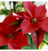 203479 Weihn.Zelltuchserviette 33x33cm