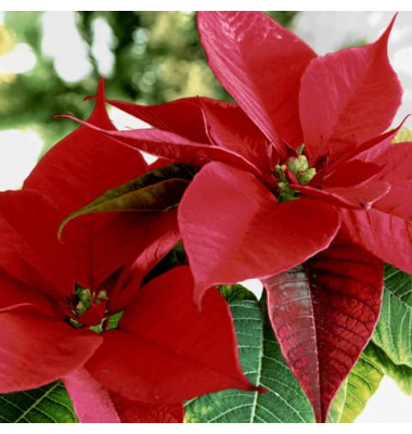 203479 Weihn.Zelltuchserviette 33x33cm