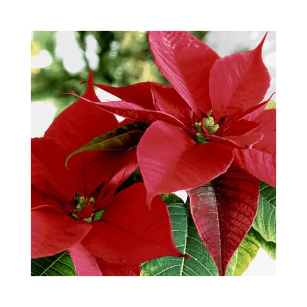 7321012034795 - 203479 WeihnZelltuchserviette 33x33cm 7321012034795 PAPER+DESIGN