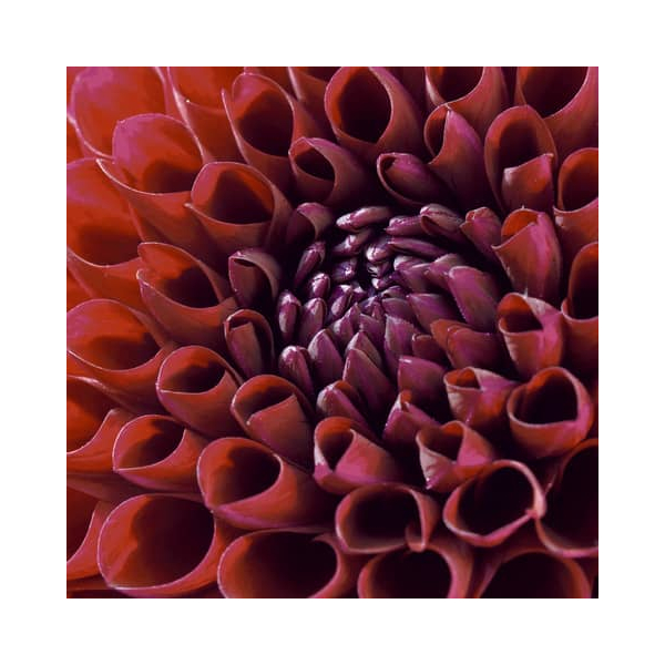 7321012034122 - 203412 Motivserviette 25x25cm Herbst 7321012034122 PAPER+DESIGN 7321012034122 - 203412 Motivserviette 25x25cm Herbst 7321012034122 PAPER+DESIGN