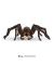 Schleich Harry Potter 13987 Aragog Spielfigur