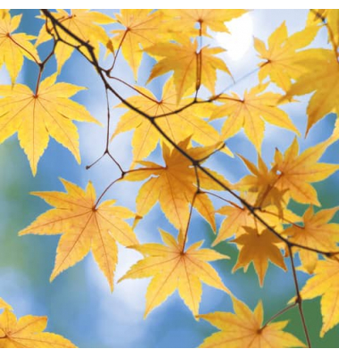 Motivserviette Herbst 33x33cm