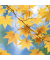 Motivserviette Herbst 33x33cm
