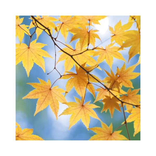 7321011993819 - Motivserviette Herbst 33x33cm 7321011993819 PAPER+DESIGN 7321011993819 - Motivserviette Herbst 33x33cm 7321011993819 PAPER+DESIGN