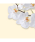 Motivpapier DP904 A4 90g White Orchid