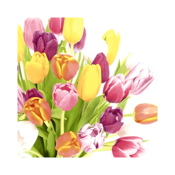 7321012048723 - Motivserviette Frühjahr 25x25cm 3-lagig 7321012048723 PAPER+DESIGN 7321012048723 - Motivserviette Frühjahr 25x25cm 3-lagig 7321012048723 PAPER+DESIGN