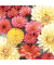 Motivserviette, 25x25cm, 3-lagig 